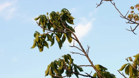 Tree in the wind Stock Footage 119400960