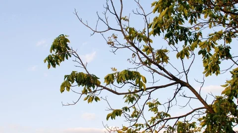 Tree in the wind Stock Footage 119401063