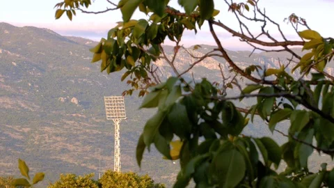 Tree in the wind Stock Footage 119401158