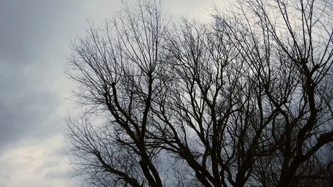 Tree in the wind Stock Footage 124517898
