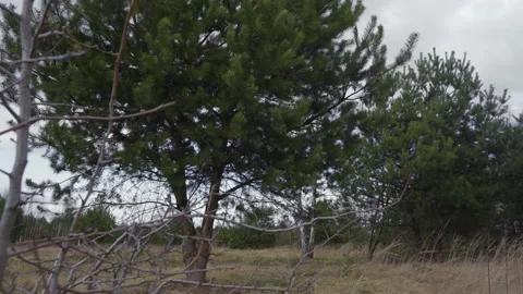 Tree in the wind Stock Footage 147495817