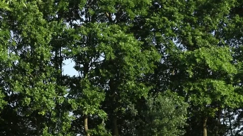 Tree in the wind 库存影片 158016521