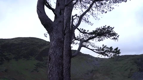 Tree in Wind Stock Footage 230302733