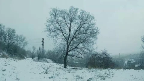 Tree in the wind. Stock Footage 243666463