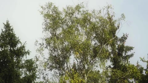 Tree with wind Stock Footage 261419358