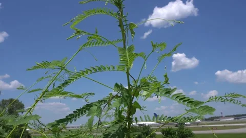 Tree in the wind Stock Footage 270080065