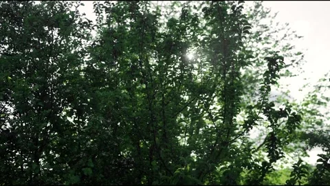 Tree in the wind Stock Footage 275151987