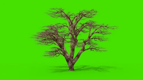 Tree Wind Green Screen 3D Rendering Animation 4K Stock Footage