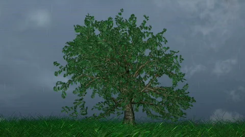 Tree in wind HD1080 Stock Footage 267656