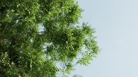 A tree in the wind. look at the sky under a tree Video stock 296154362