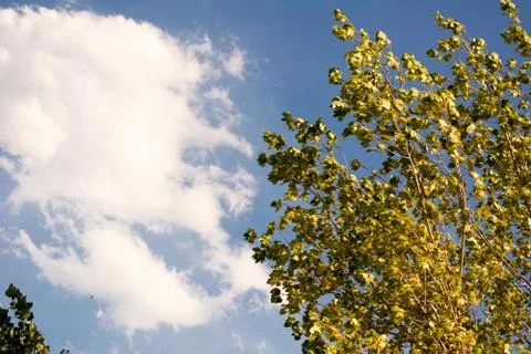 Tree in the wind 스톡 사진