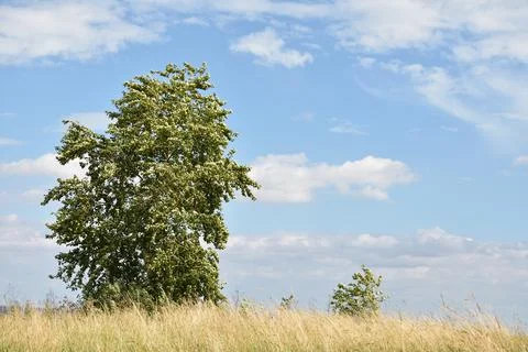 Tree in the wind Stock Photos