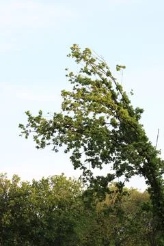 Tree in the wind Stock Photos