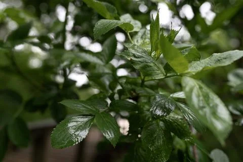 Tree in the wind Stock Photos