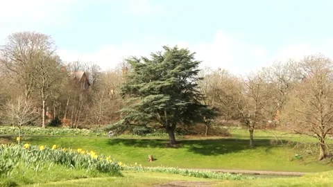 Tree In Wind RAW Stock Footage 237261107