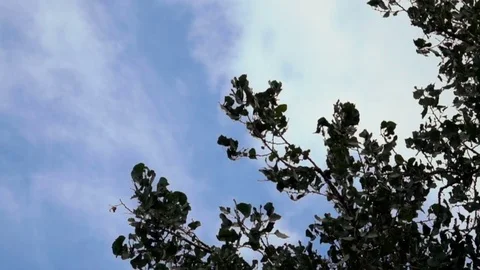 Tree In Wind Storm Slow Motion Stock Footage 78185936