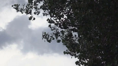 Tree in Wind Storm Slow Motion Video stock 78186246