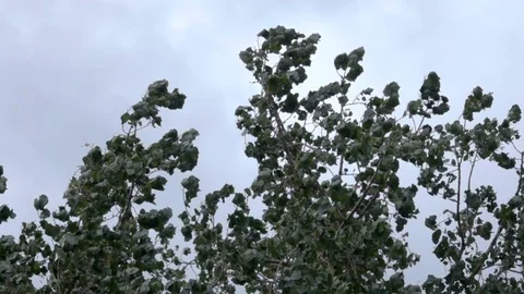Tree in Wind Storm Slow Motion Stock Footage 78186664
