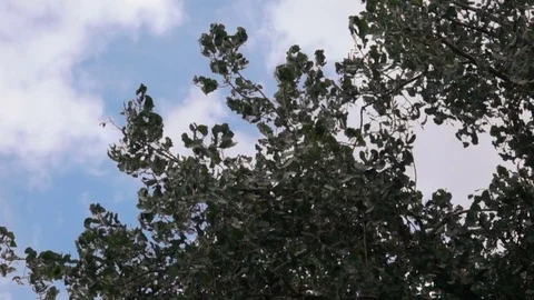 Tree in Wind Storm Slow Motion Stock Footage 78188030