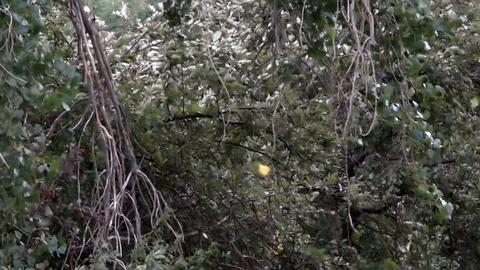 Tree in Wind Storm Slow Motion Video stock 78188702