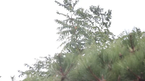 Tree in the wind storm summer Stock-Footage 87593721