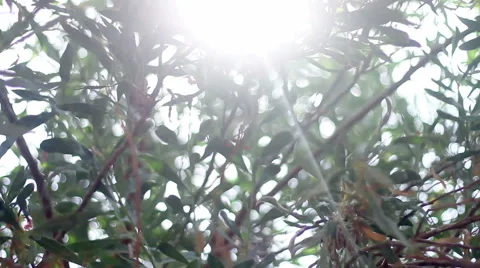 Tree in the wind with sun leaks Stock Footage 47894836
