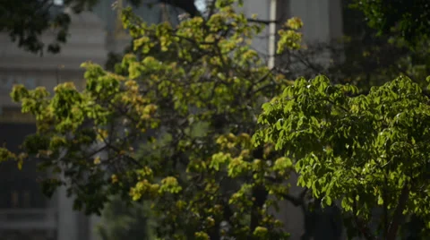 Tree in the wind with Theater in the background Stock Footage 37459219
