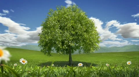 Tree Wind, Timelapse, Seamless Loop Stock Footage 49072618