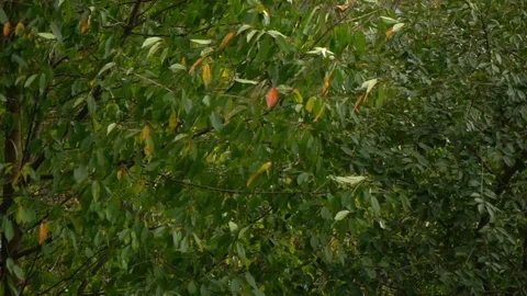 Tree in the wind. The wind tears the leaves off the tree. Autumn falling leaves. Stock Footage 98733401