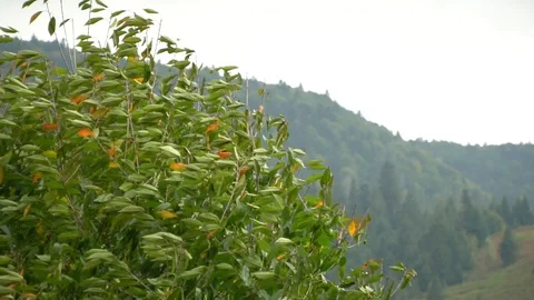 Tree in the wind. The wind tears the leaves off the tree. Autumn falling leaves. Stock Footage 98733442