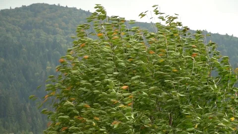 Tree in the wind. The wind tears the leaves off the tree. Autumn falling leaves. Video stock 98774473