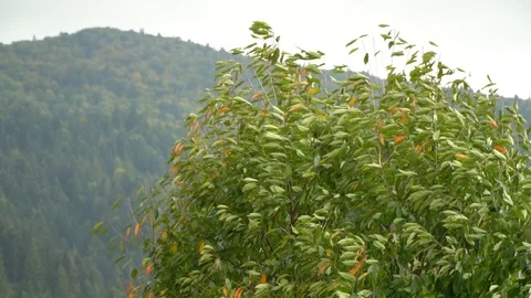 Tree in the wind. The wind tears the leaves off the tree. Autumn falling leaves. Stock Footage 98774661