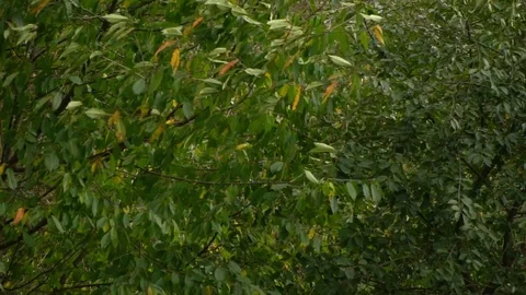 Tree in the wind. The wind tears the leaves off the tree. Autumn falling leaves Stock Footage 98887334