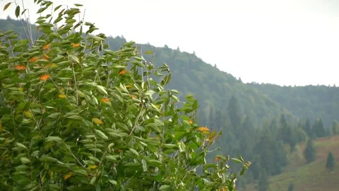 Tree in the wind. The wind tears the leaves off the tree. Autumn falling leaves Stock Footage 98887420
