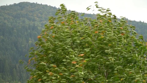 Tree in the wind. The wind tears the leaves off the tree. Autumn falling leaves Stock Footage 98887552