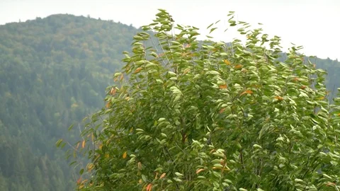 Tree in the wind. The wind tears the leaves off the tree. Autumn falling leaves Stock Footage 98887614