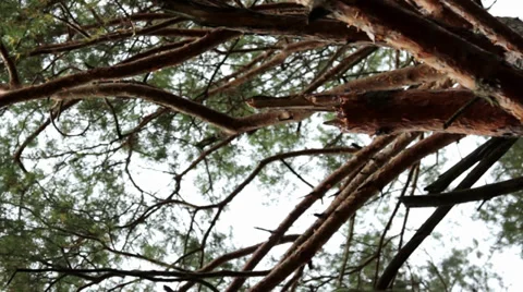 Tree in the wind,wind shakes the pine Stock Footage 31850302