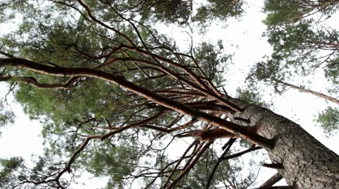 Tree in the wind,wind shakes the pine Stock Footage 31850733