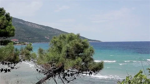 Tree On The Windy Beach Stock Footage