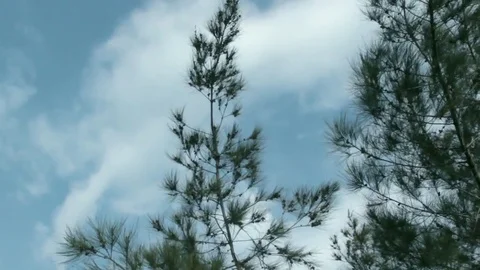 Tree at Windy Day Stock Footage 75883007