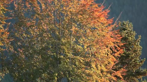 Tree on a windy fall day Stock Footage 20542645