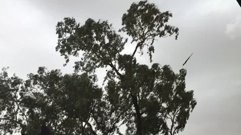 Tree In Windy IMG 0753 Video stock 92187367