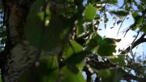 Tree on a windy, sunny day Stock Footage 111305403