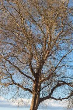 Tree in the winter against the sky. Stock Photos