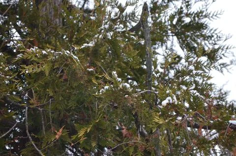 A tree in the winter for the background. Stock Photos