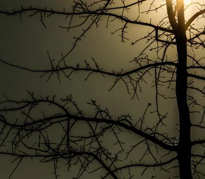 Tree in winter with bare branches and golden sunlight closeup Stock Photos