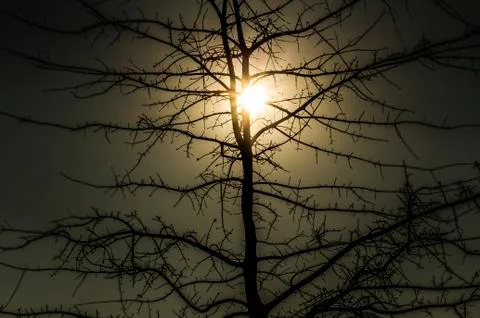 Tree in winter with bare branches and golden sunlight Stock Photos