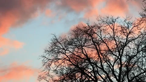  tree in winter at cloudy sunset Stock Footage 241911658