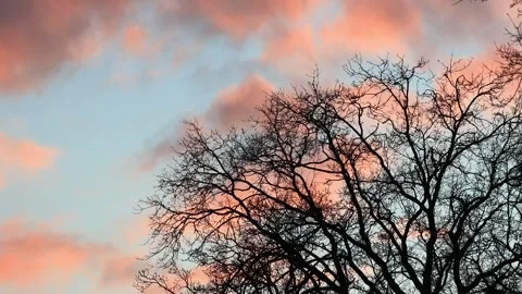  tree in winter at cloudy sunset Stock Footage 241934552