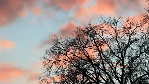 tree in winter at cloudy sunset Stock Footage 244254064